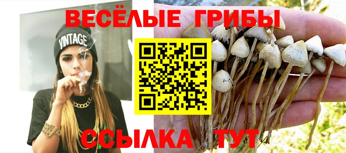 Псилоцибиновые грибы Psilocybe Белореченск